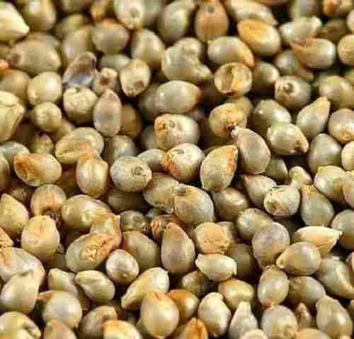 10% Moisture 2% Admixture High Protein Dried Hybrid Natural Bajra Seed
