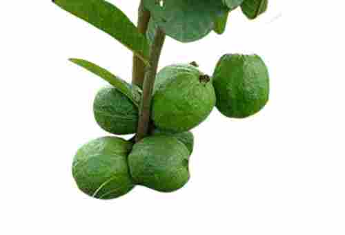 3 Feet Natural Long Stem Short Leaves Organic Guava Plant