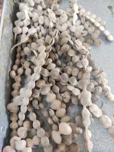 Natural Dried Babool Phali (Acacia arabica) For Ayurvedic Medicine Use
