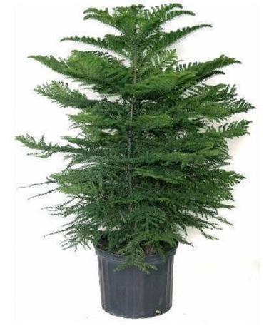 Green Artificial Christmas Trees For Home Decoration