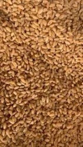 Dried Style Hard Texture Organically Cultivated Stone Grinded Durum Wheat Grain Broken (%): 5