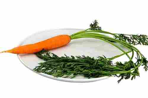 Farm Fresh Naturally Grown Healthy Vitamin Enriched Long Shape Fresh Carrot