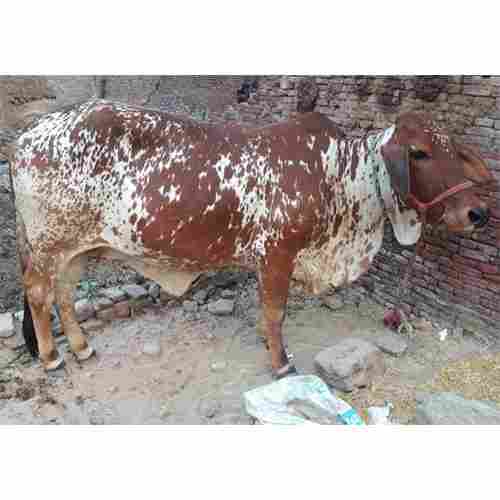 rathi cow 