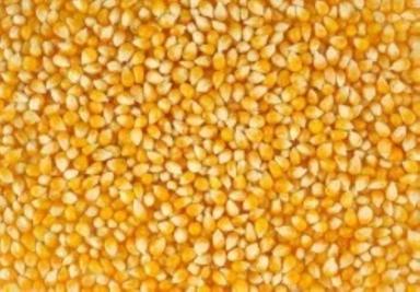 Agricultural Grade Edible Hybrid Condition Organic And Natural Corn Seeds Admixture (%): 2%
