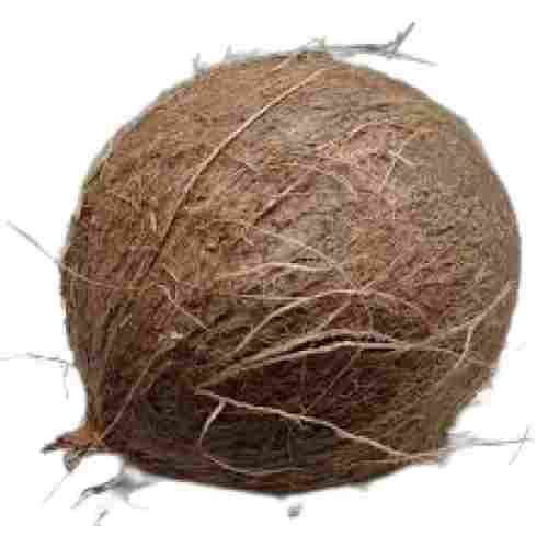 Round Shape Common Cultivation Cooking Dried Farm Fresh Mature Coconut 