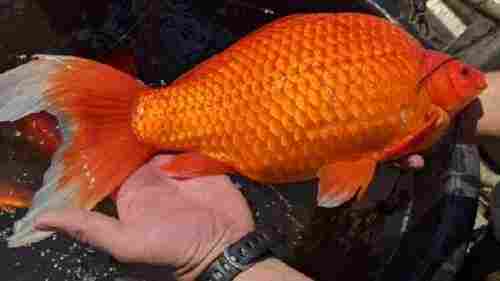 Red Gold Fish For Aquarium, 12 Inch Size