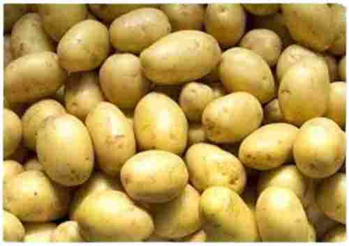 A Grade Oval Raw Pure And Fresh Potato With 85% Moisture,1 Week Shelf Life