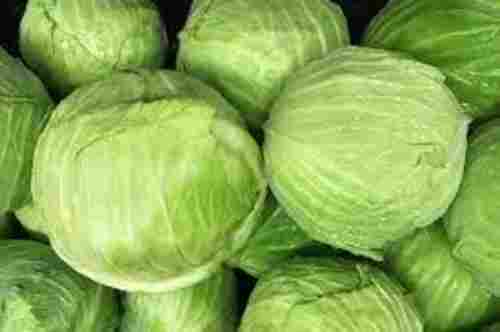 Impurity Free Round Raw Pure and Fresh Cabbage with 92% Moisture