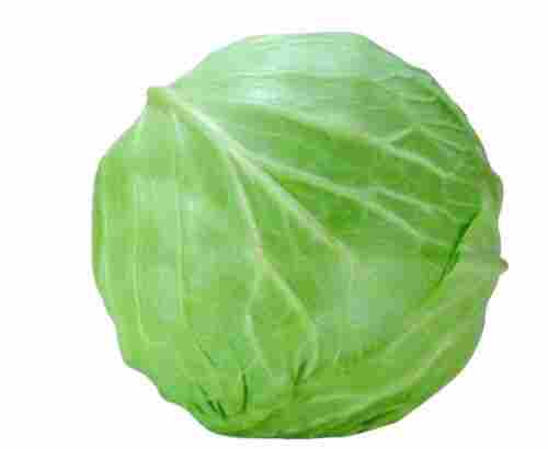 Pure And Raw Whole Fresh Cabbage