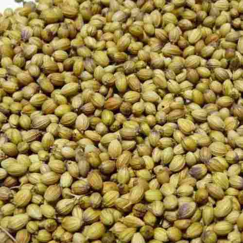 Pure And Dried Commonly Cultivated Raw Coriander Seeds