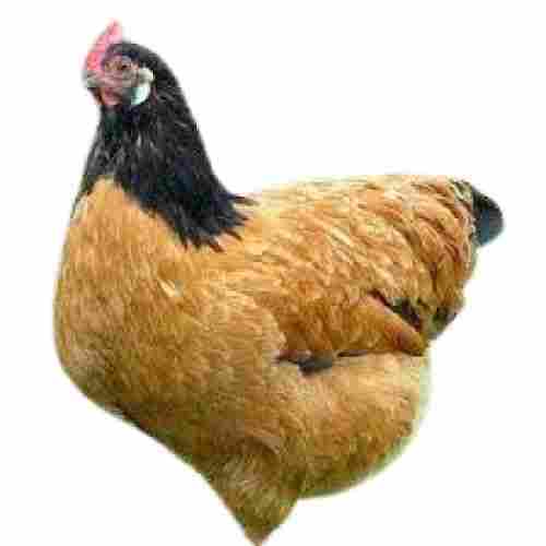 Black With Light Brown Live Country Chicken