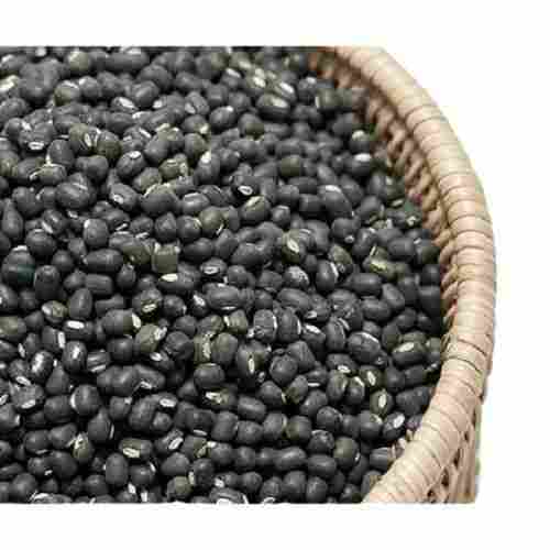 100% Pure Oval Shape Whole Healthy Common Cultivated Dried Black Gram