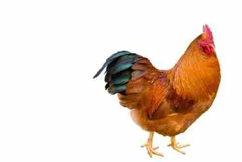 Healthy Adult Male Nutritious Infection Free Live Country Chicken