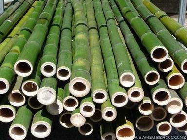 5-10 Inch Green Bamboo Pole, 20-35 Feet Length