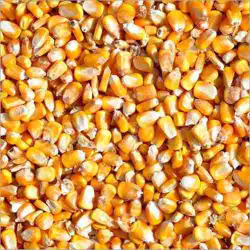 Pure And Dried Cultivated Commonly Raw Maize Seeds