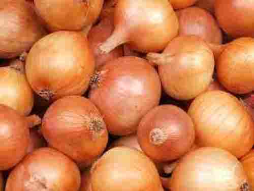 Naturally Grown Round Shape Fresh Brown Onion For Multiple Use