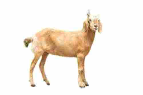 8 kg Disease Free 5 Years Old Live Jamunapari Goat