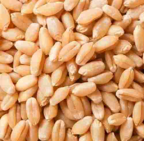 Premium Quality Natural 10 % Moisture Dried Organic Wheat Seeds
