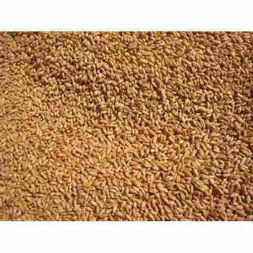 Indian Hard Red Winter Wheat Use For Chapati