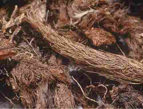 Pure And Natural Dried Jatamansi Root For Medical Purpose