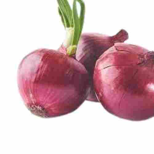 Raw Processed Round Shape Naturally Grown Fresh Healthy Onion