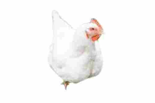 Poultry Farm Fresh Flexible Breast Bone Live Broiler Chicken