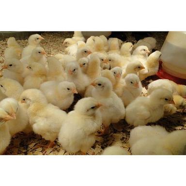 As Shown In The Image Disease Free Pure Healthy Small Size Poultry Farm Whole Sonali Chicks