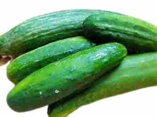 Farm Fresh Long Shape Raw Green Cucumber