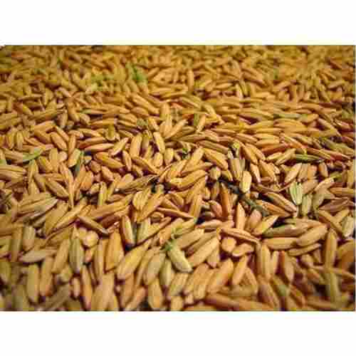 100% Pure Long Grain Indian Origin Dried Brown Paddy Rice 