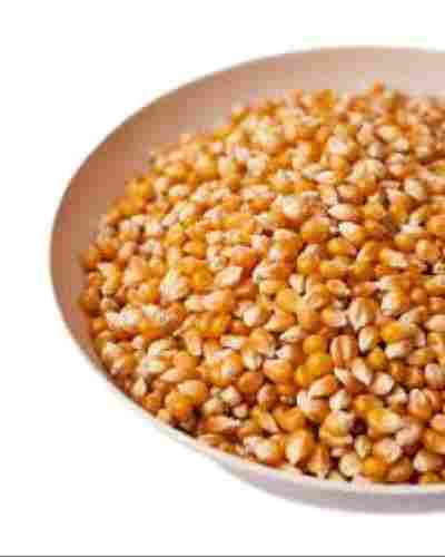 Dried A Grade Indian Origin Medium Size Orange Corn Kernels