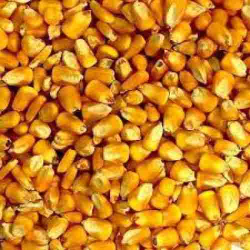 100% Pure Commonly Cultivated Dried Yellow Maize