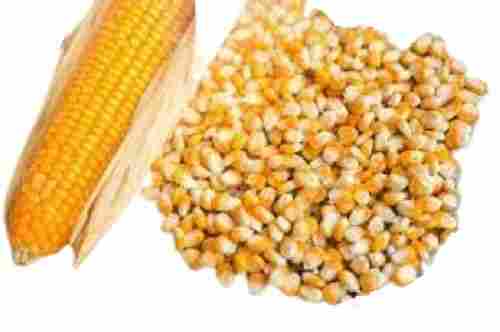 Dried Commonly Cultivated 100% Pure Grade Corn Seed