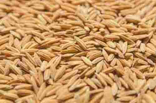 1% Broken 100% Pure Medium Grain Dried Paddy Rice