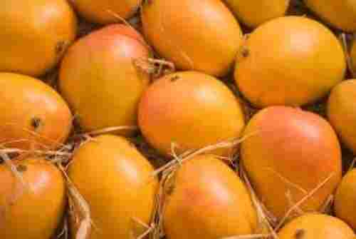Farm Fresh Oval Shape Sweet Alphonso Mangoes