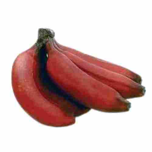 Healthy Sweet Taste Indian Origin Red Banana