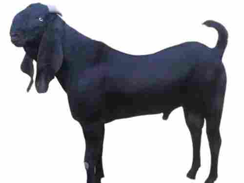 86cm 50-60kg Roman Nose Upward Horns Dropping Ears Male Beetal Breed Goat