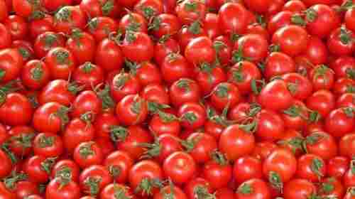100% Natural Powerfully Nutritious Round Raw And Whole Fresh Tomato