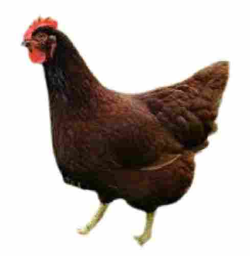 Live Brown Country Chicken Weight 1 Kg