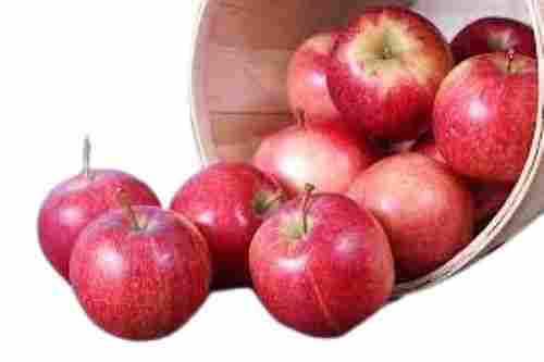 Medium Round Shaped Naturally Grown Common Cultivated Fresh AppleA 