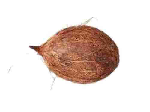 Round Shape Semi Husked Farm Fresh Coconut
