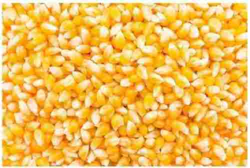 99% Pure Healthy And 13% Moisture Natural Organic Dried Maize