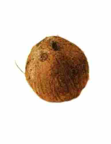 Commonly Cultivated Fresh Round Shape Medium Size Semi Husk Matured Coconut