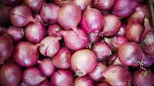 Farm Fresh Naturally Grown Round Shape A-Grade Onion