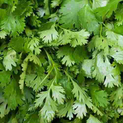 Grade A Raw Processing Sliced Shape Raw Processing Coriander Extract
