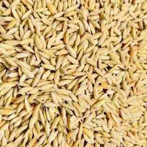100 % Pure Dried Long Grain Size Commonly Cultivated Paddy Rice