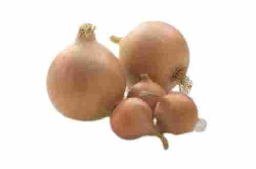 Fresh Round Shape Naturally Grown Raw Seasoned Onion