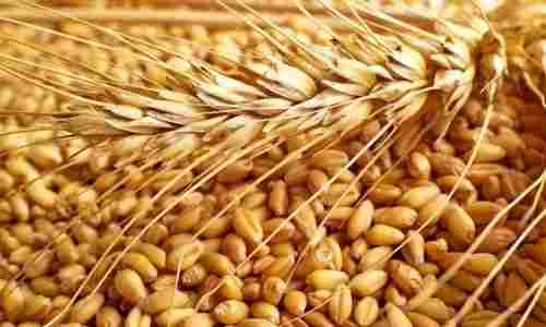 13.5 % Moisture 0%Admixture A-Grade Edible Organic Healthy Wheat Seeds