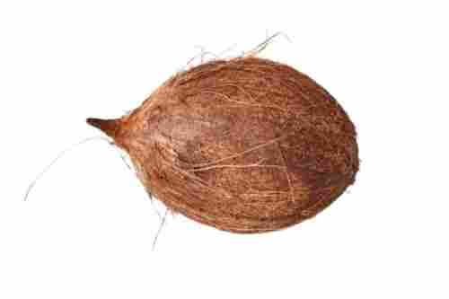 Brown Young Coconut