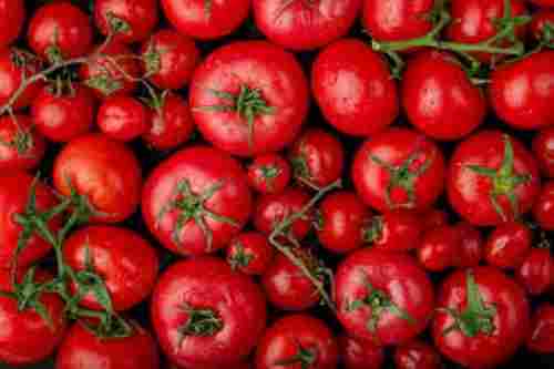Indian Origin Round Shape Fresh Red Tomatoes