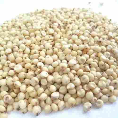 Dried sorghum Seeds (Jowar) With 12 Months Shelf Life